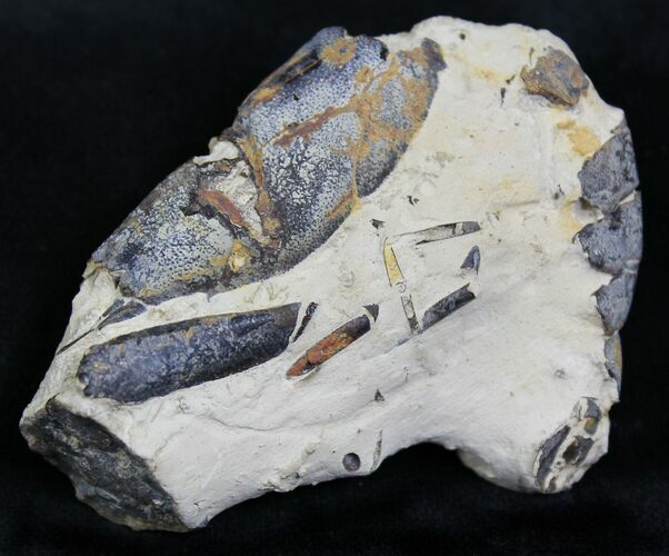 Juvenile Fossil Lobster - Eocene, London Clay #22083